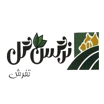 نرگس گل تفرش