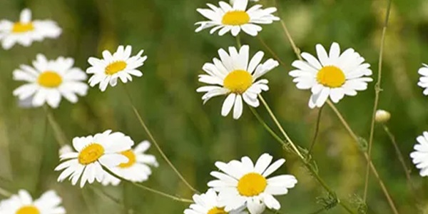بابونه برای تقویت ابرو
